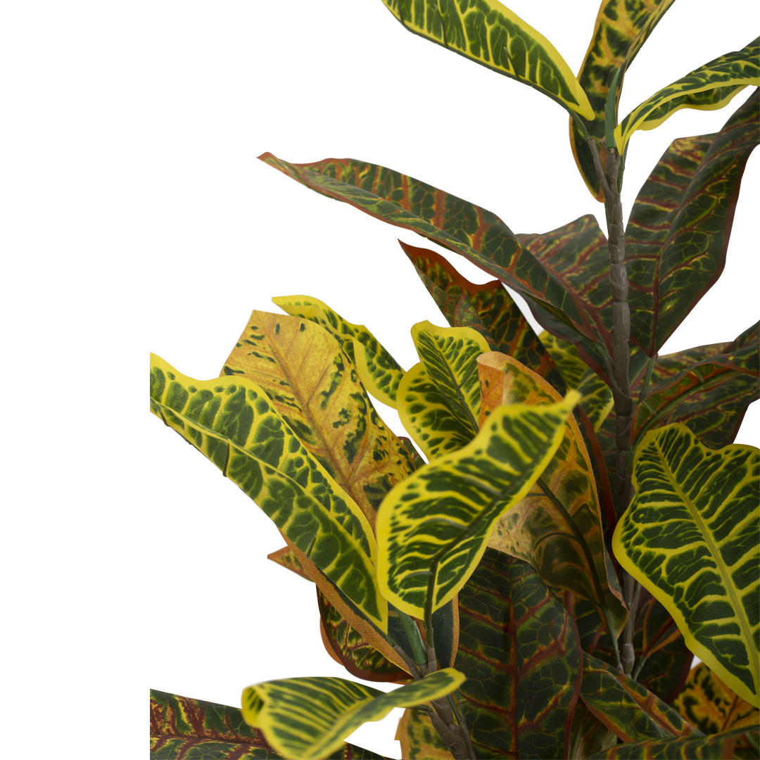 CROTON Tree