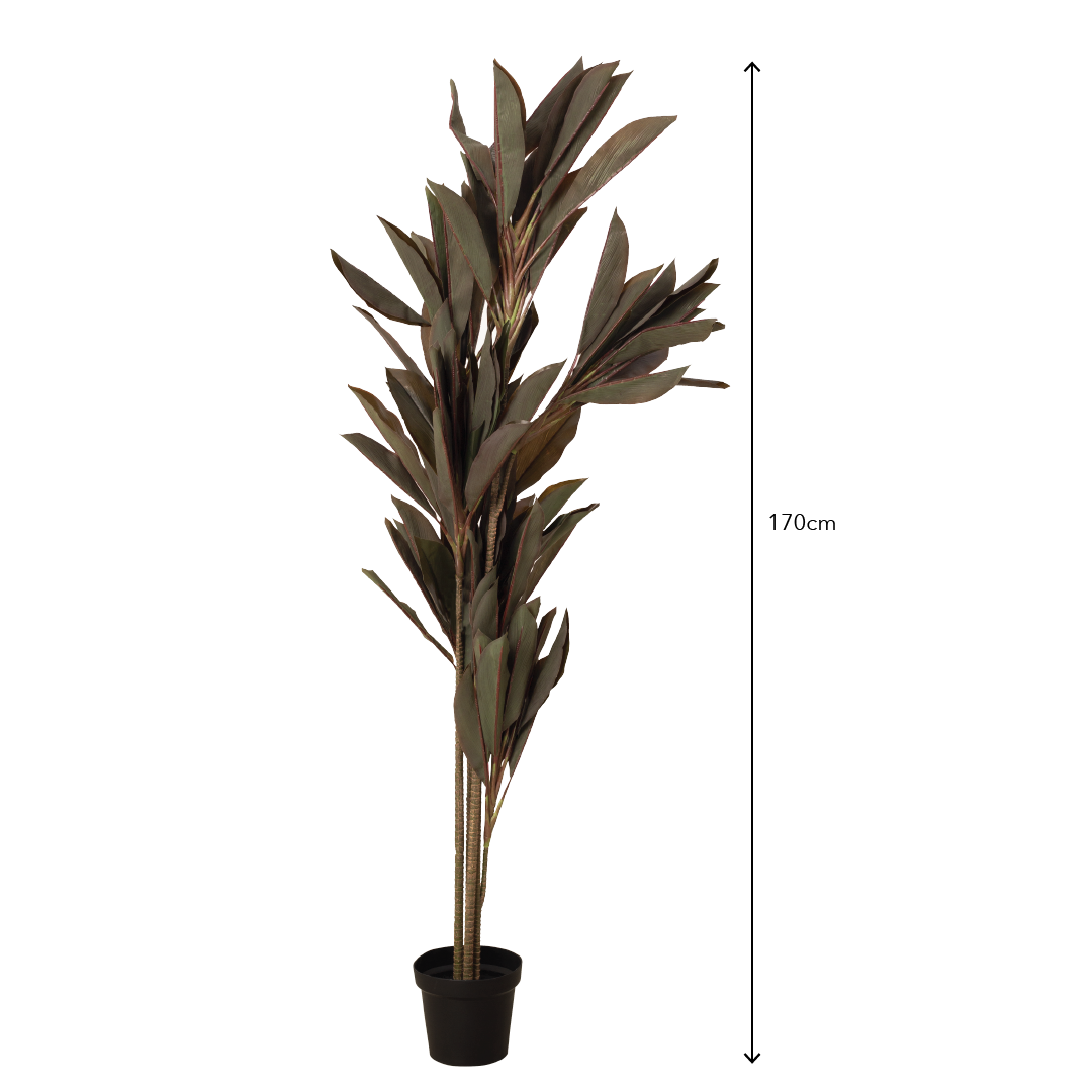 CORDYLINE Plant
