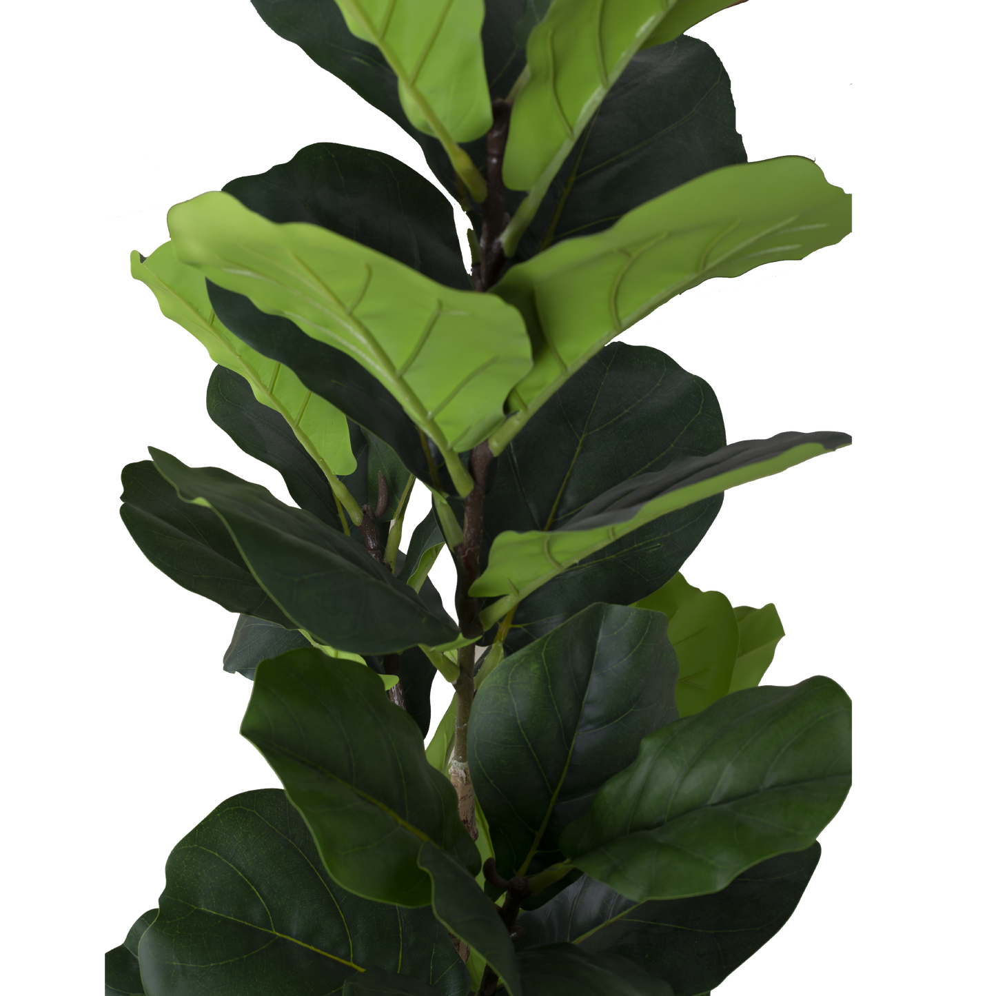 FIDDLE FIG Tree With Pot