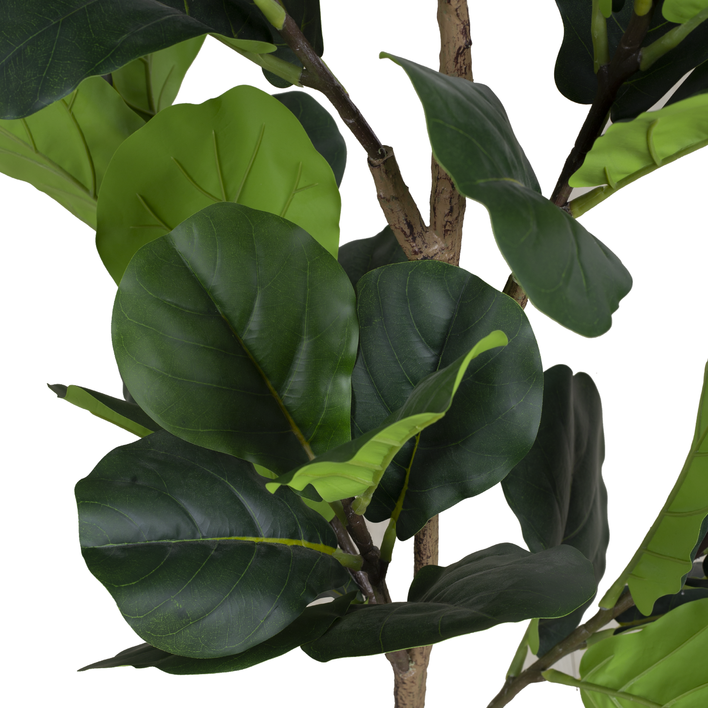 FIDDLE FIG Tree With Pot
