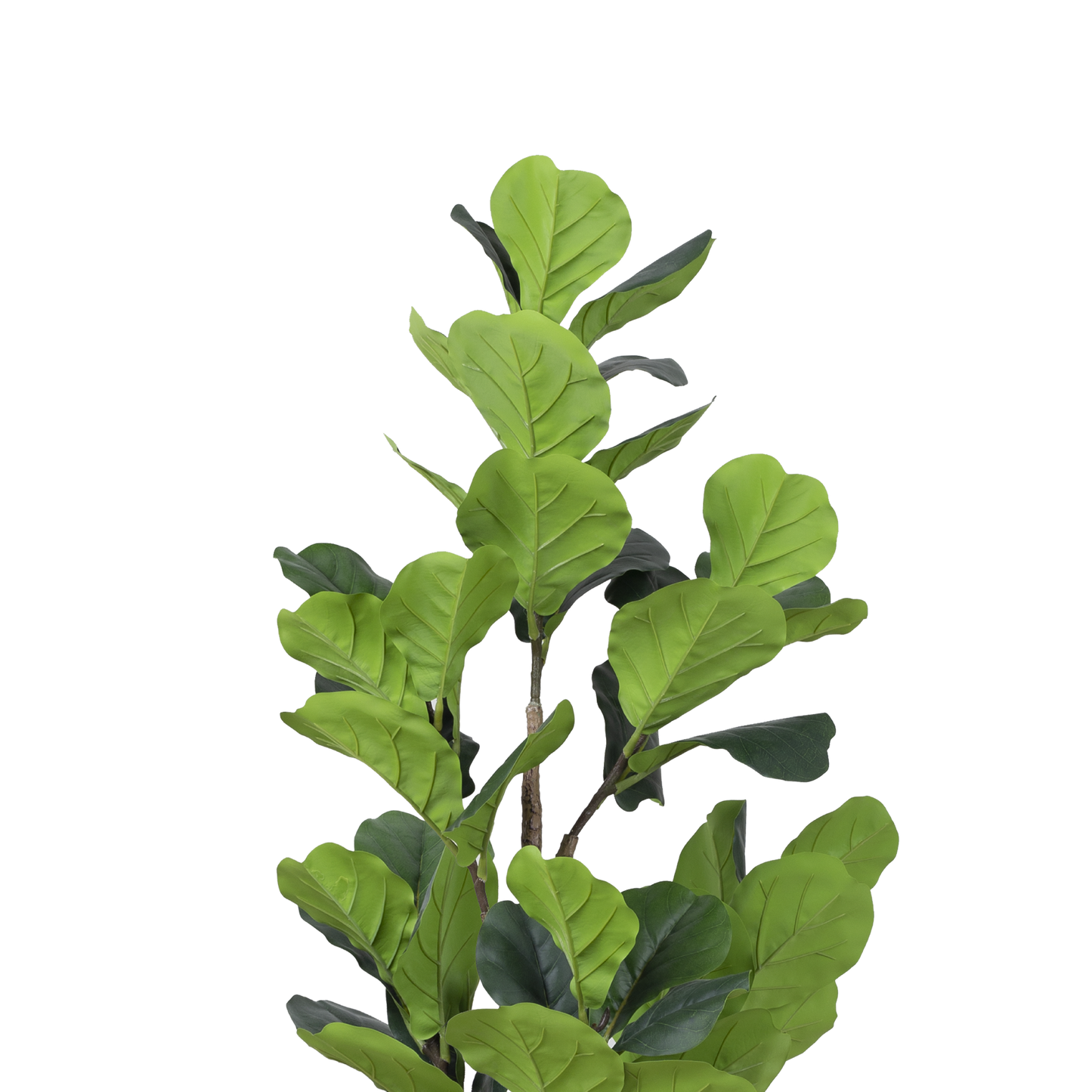 FIDDLE FIG Tree With Pot