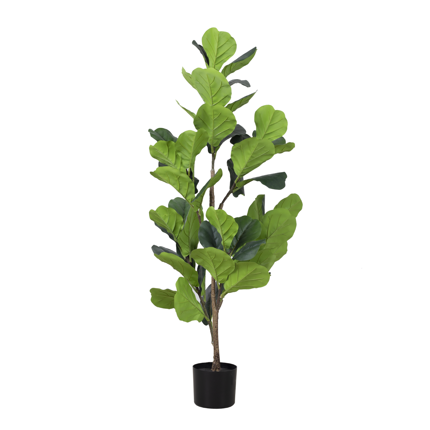 FIDDLE FIG Tree With Pot