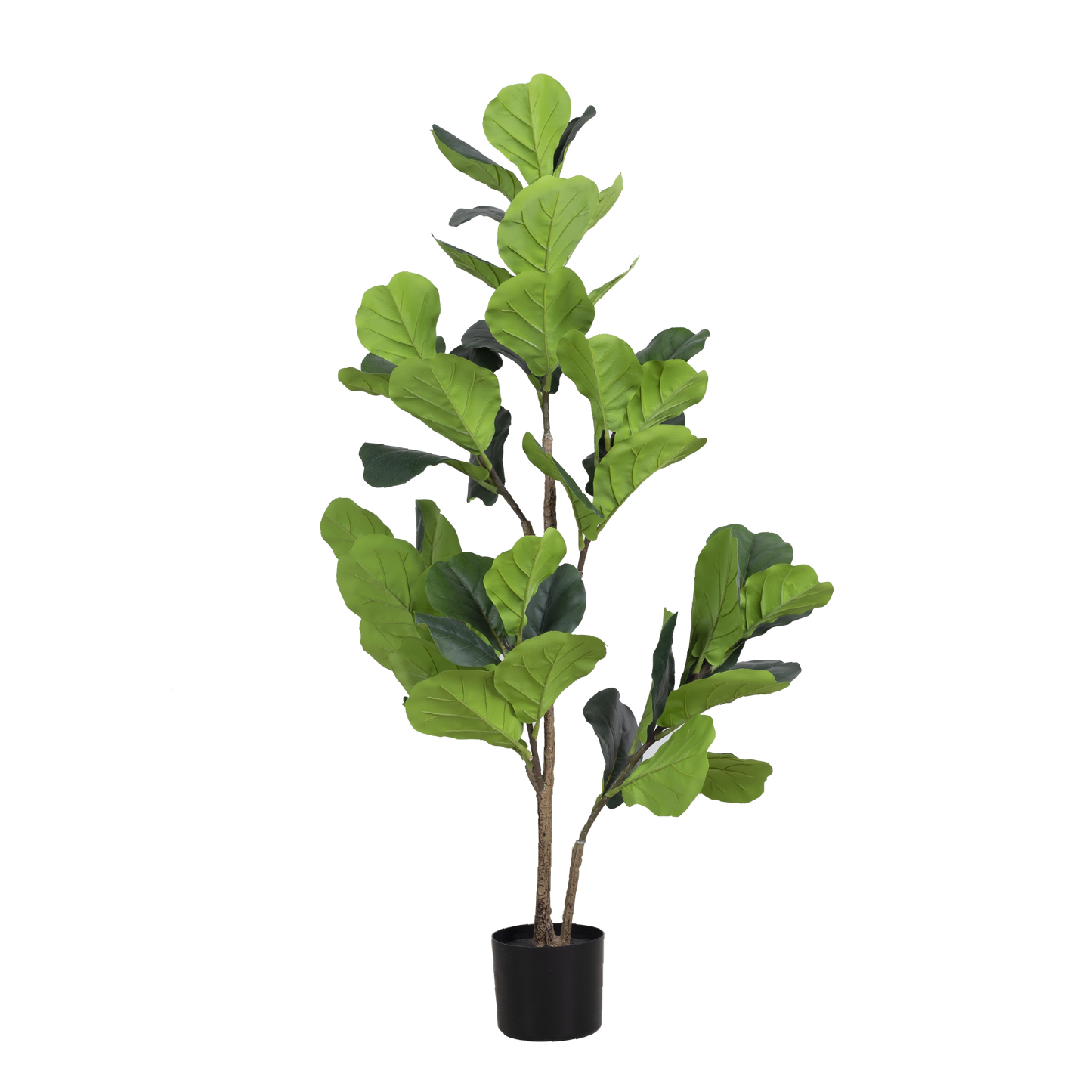 FIDDLE FIG Tree With Pot