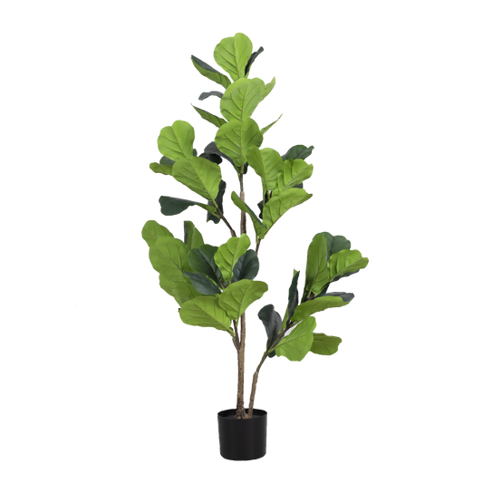 FIDDLE FIG Tree With Pot