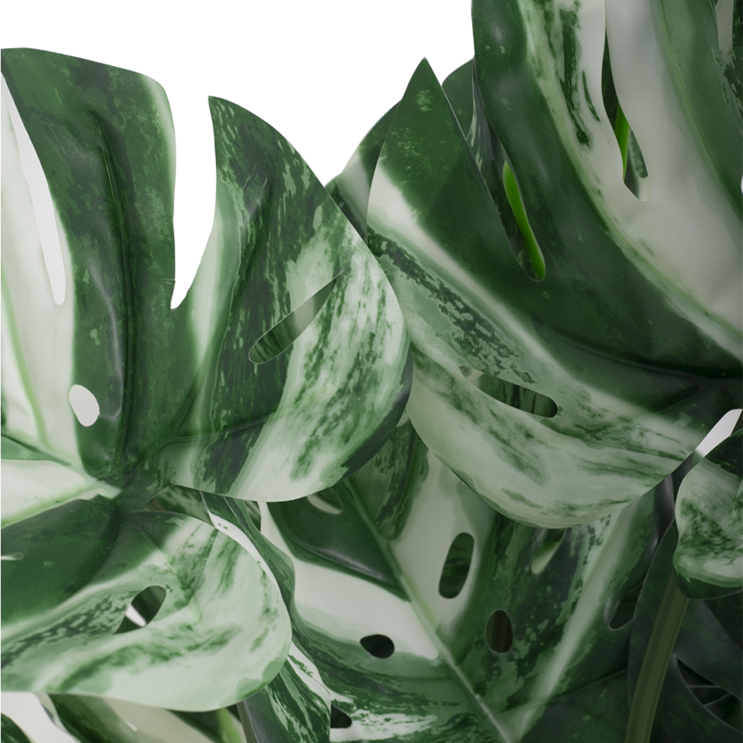 VARIEGATED MONSTERA Tree
