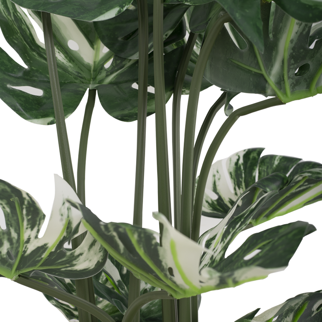 VARIEGATED MONSTERA Tree