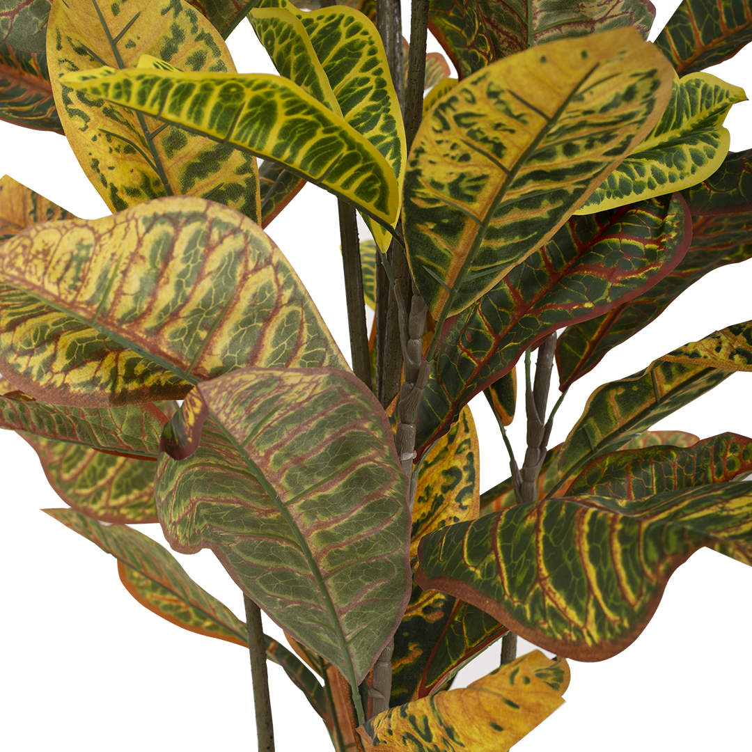 CROTON Tree