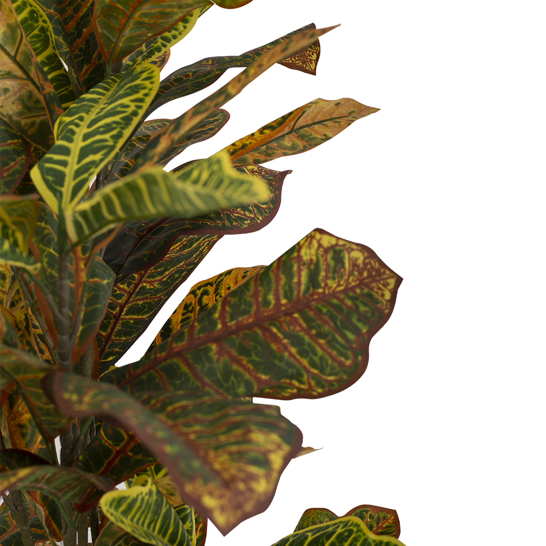 CROTON Tree