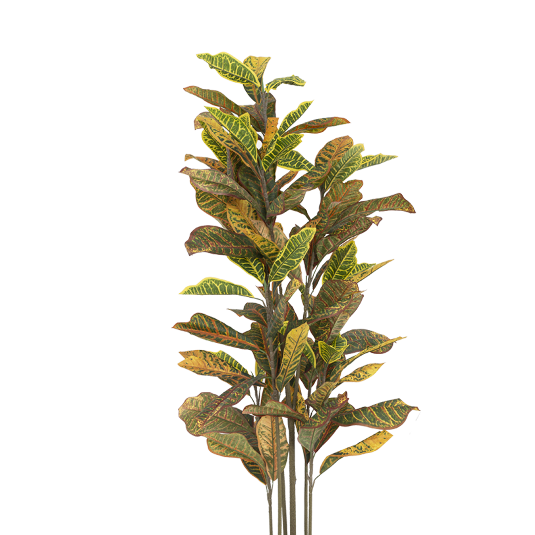 CROTON Tree