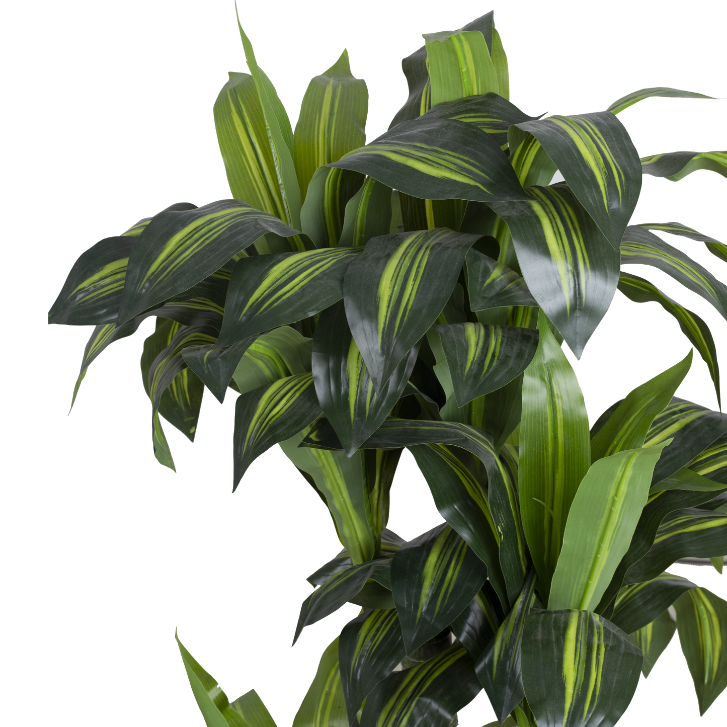 DRACENA With Pot