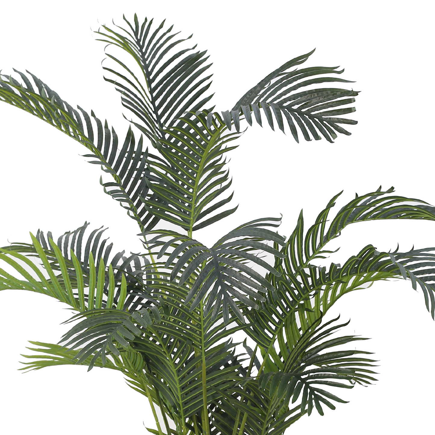 ARECA II Palm Tree