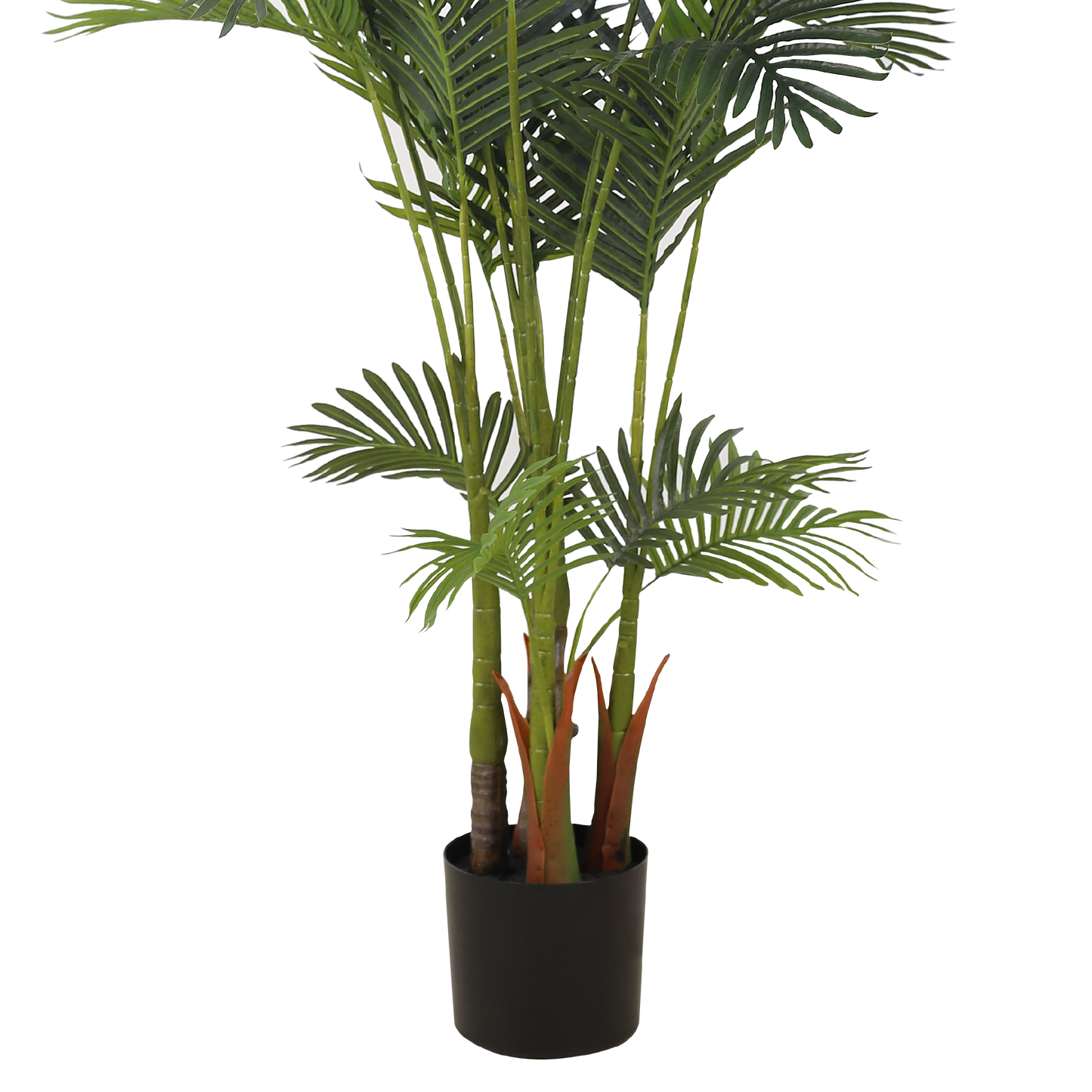ARECA II Palm Tree