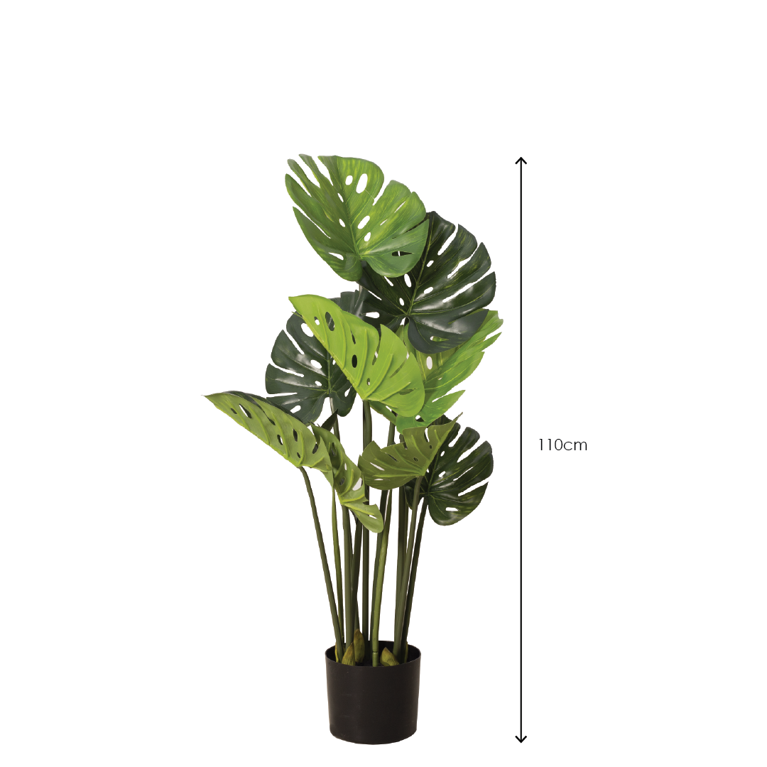 MONSTERA Plant With Pot