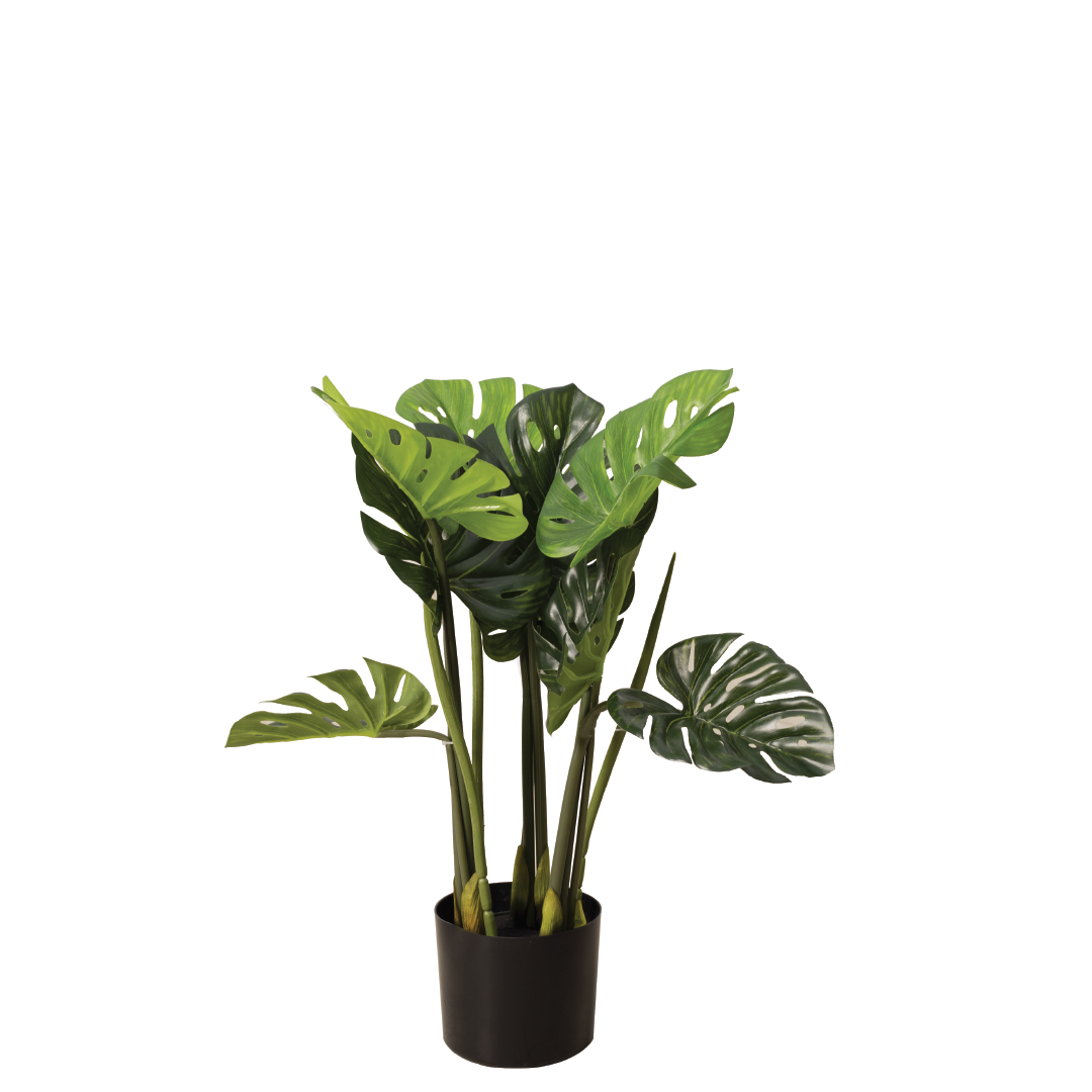 MONSTERA Plant With Pot