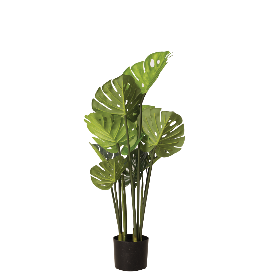 MONSTERA Plant With Pot