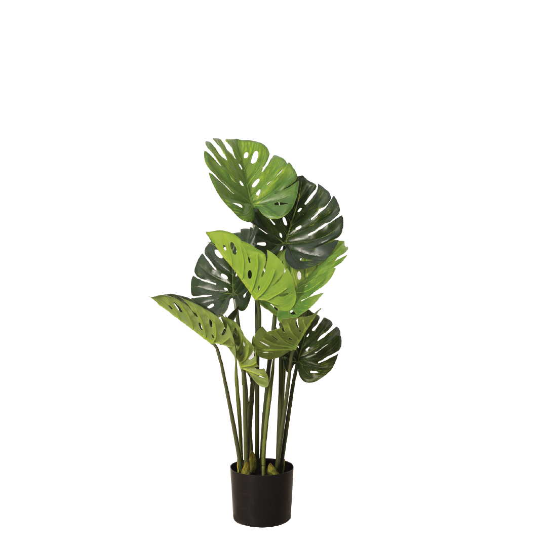 MONSTERA Plant With Pot