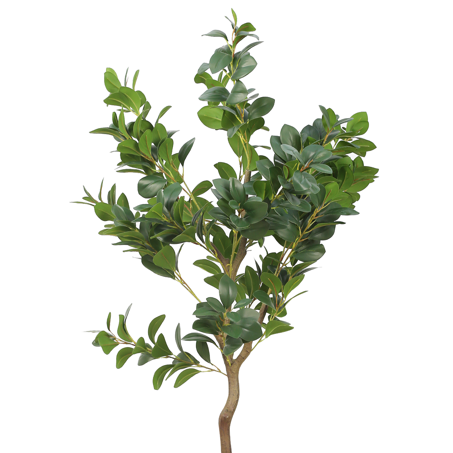CLEYERA Plant
