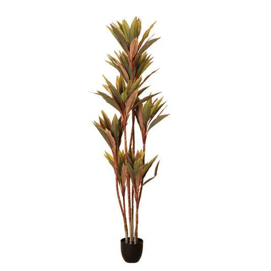 CORDYLINE FRUTICOSA Tree