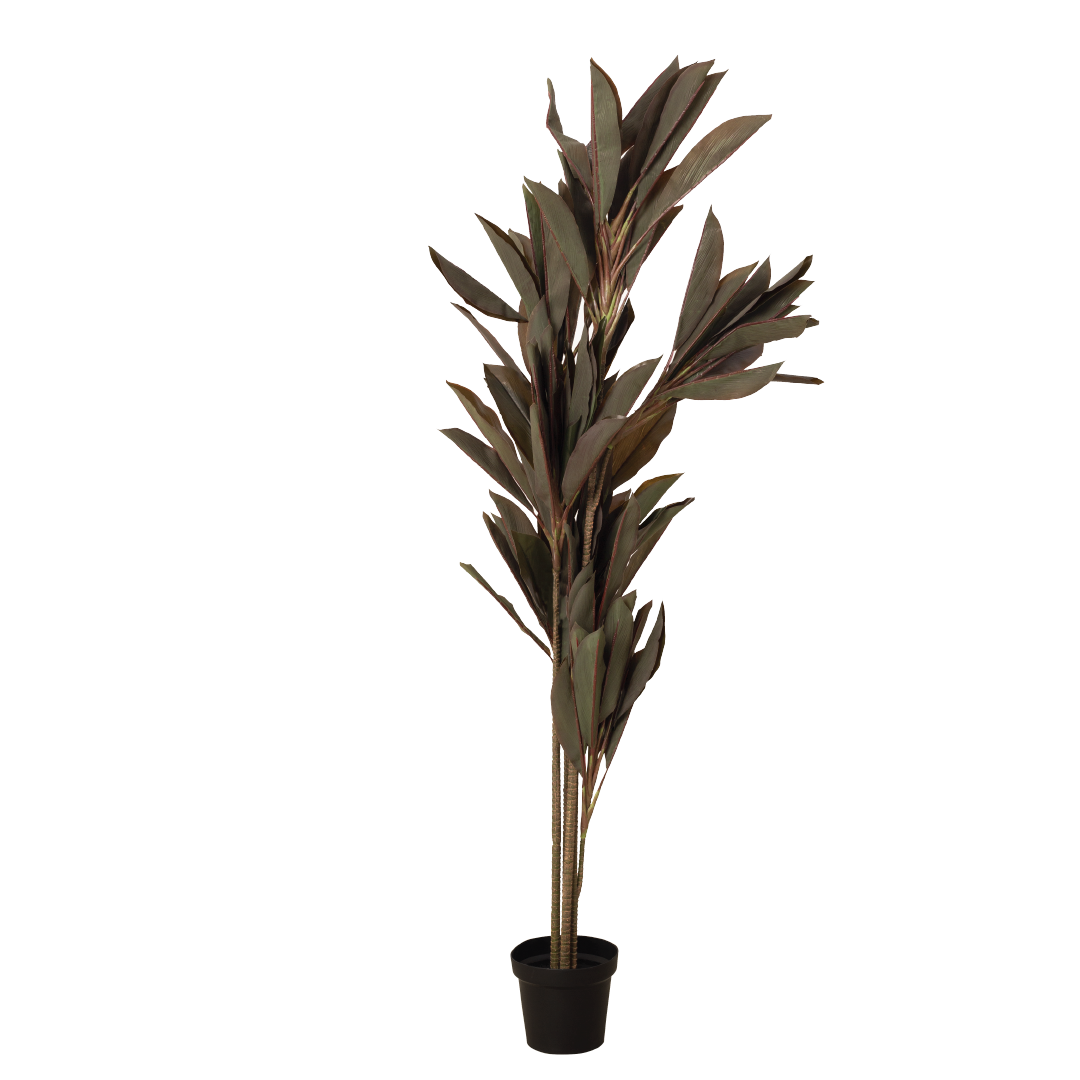 CORDYLINE Plant