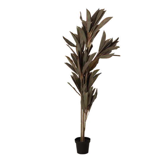 CORDYLINE Plant