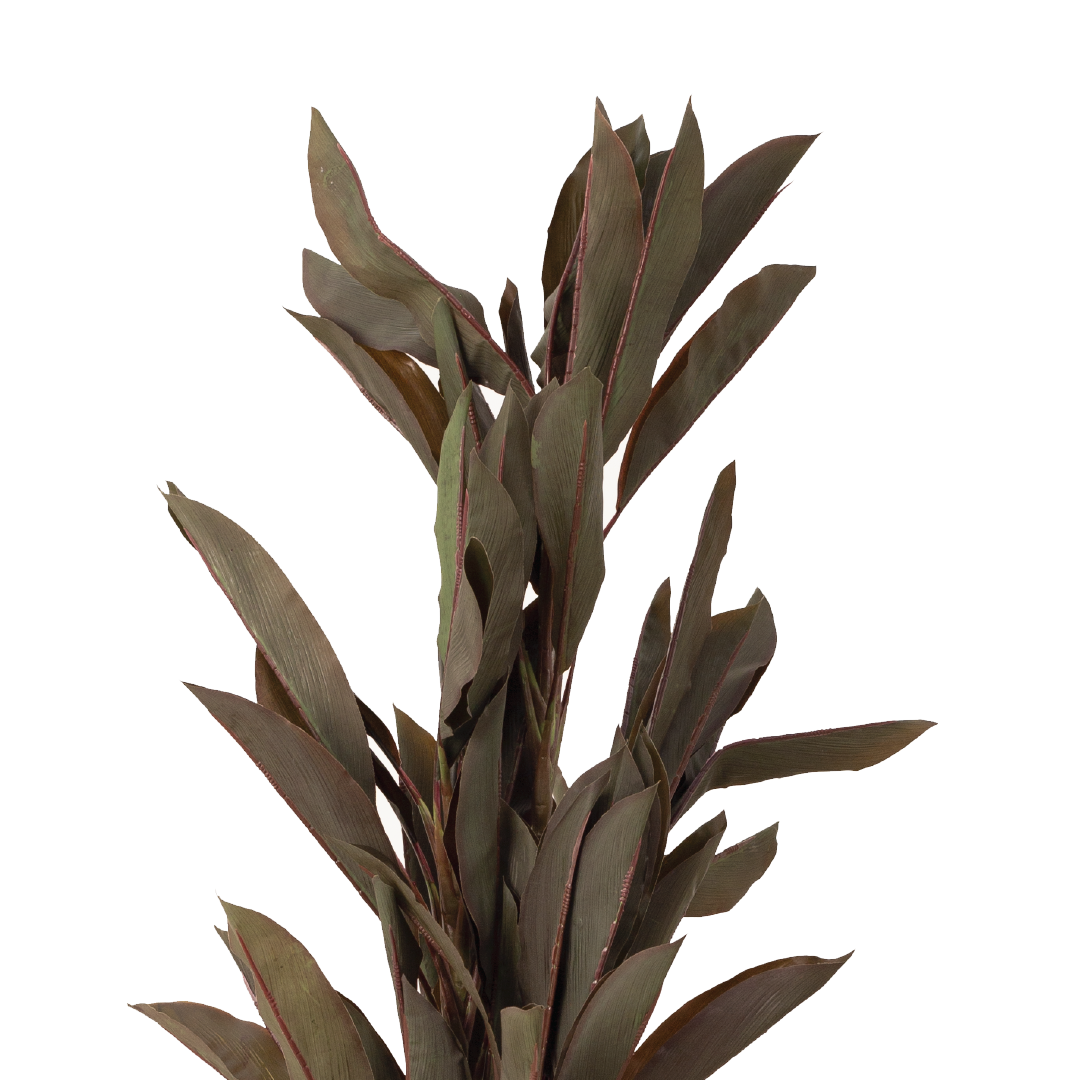 CORDYLINE Plant