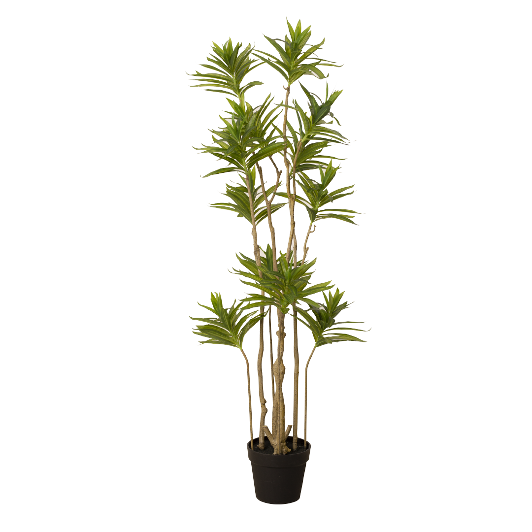 DRACAENA Tree with Pot