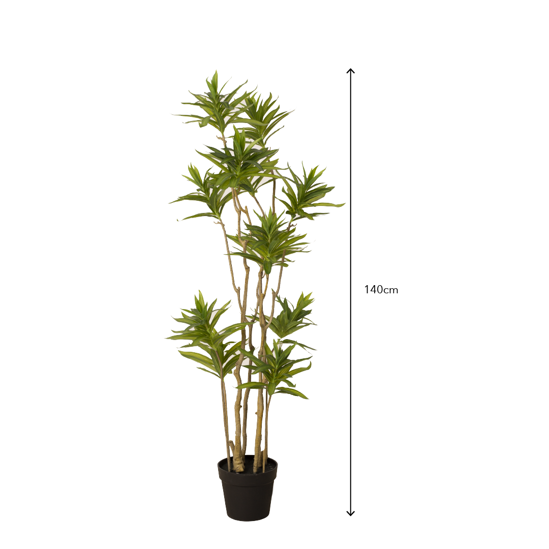 DRACAENA Tree with Pot