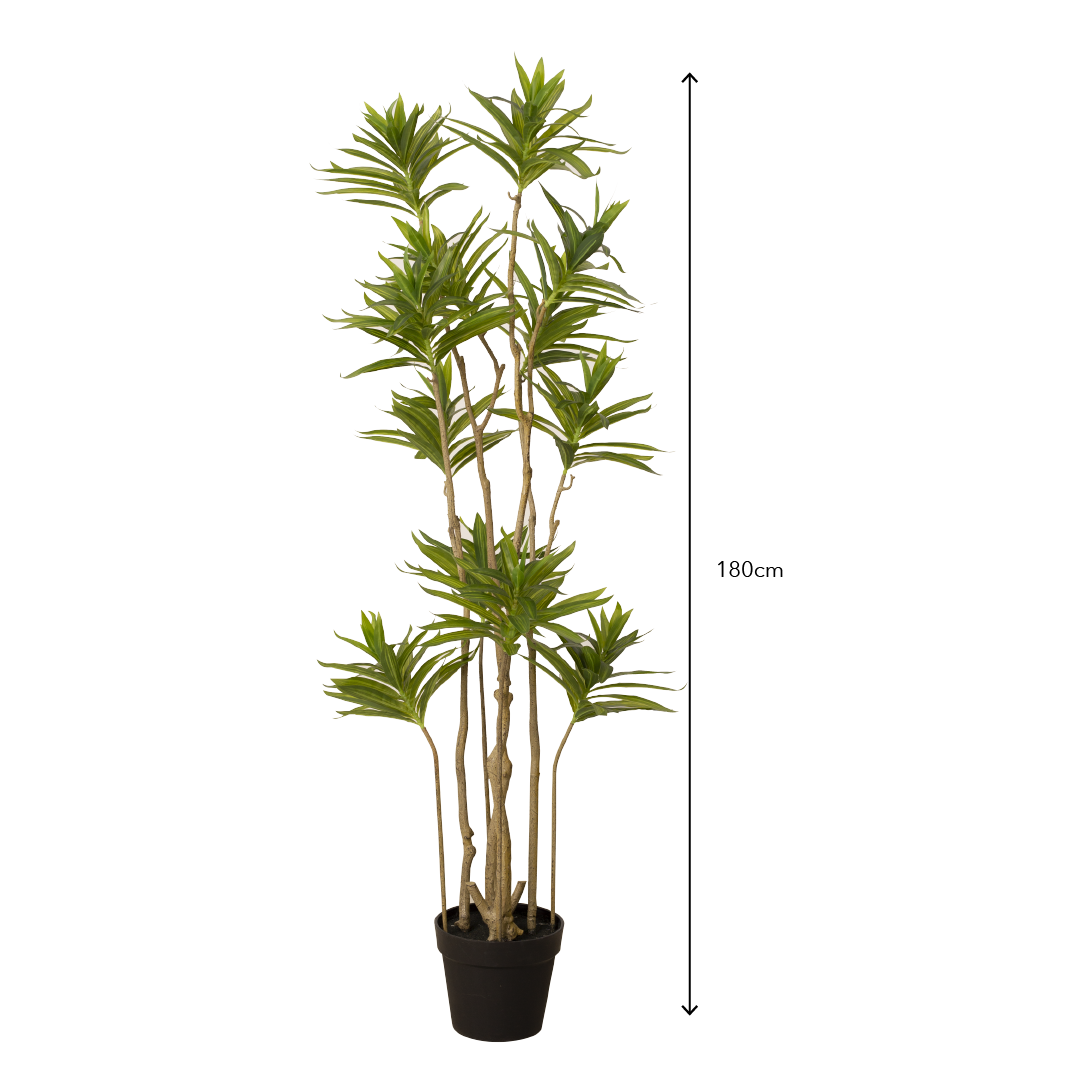 DRACAENA Tree with Pot