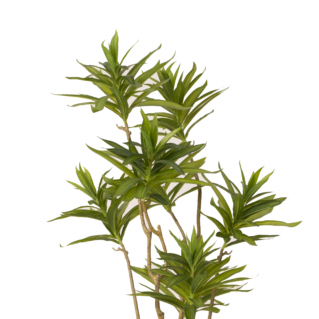 DRACAENA Tree with Pot