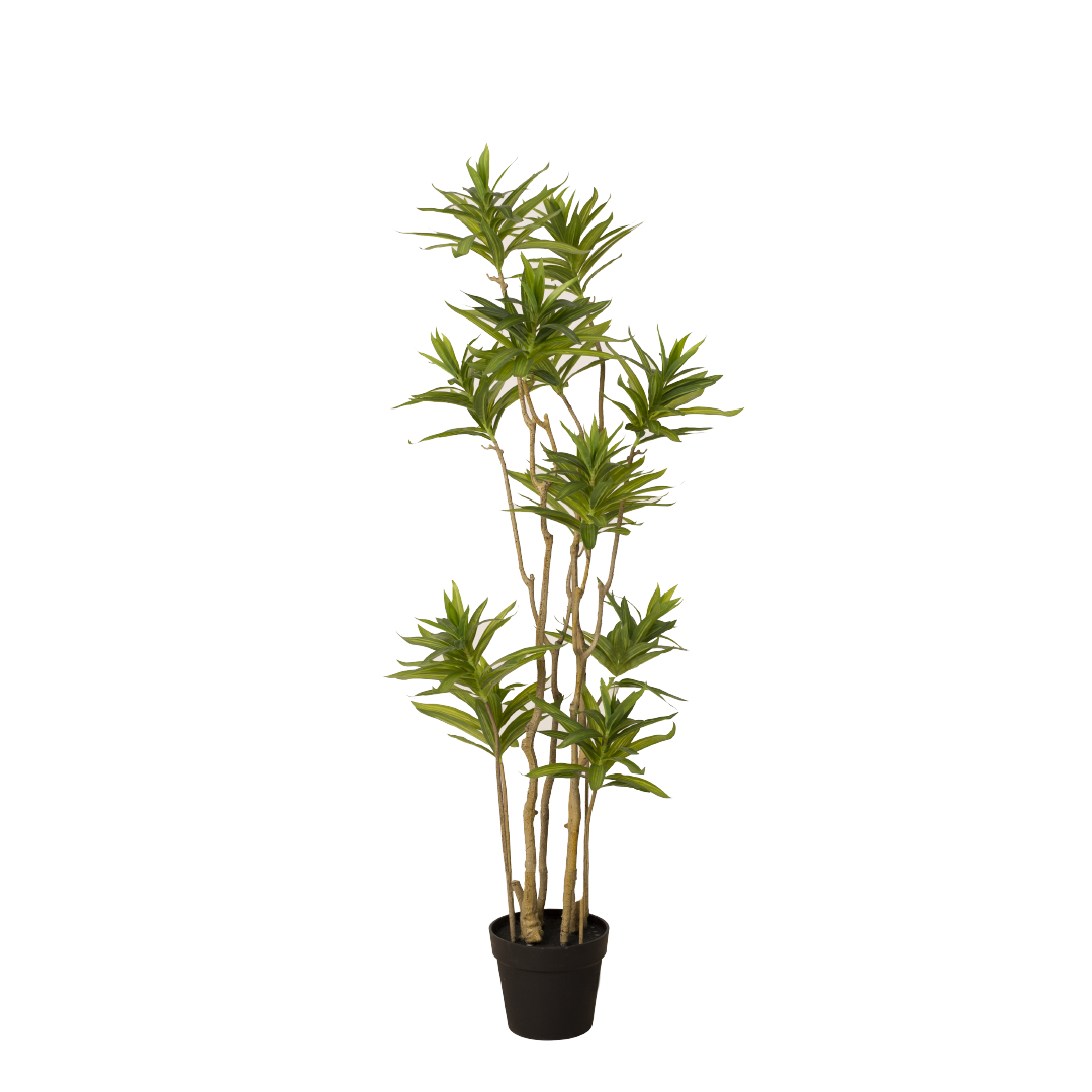 DRACAENA Tree with Pot