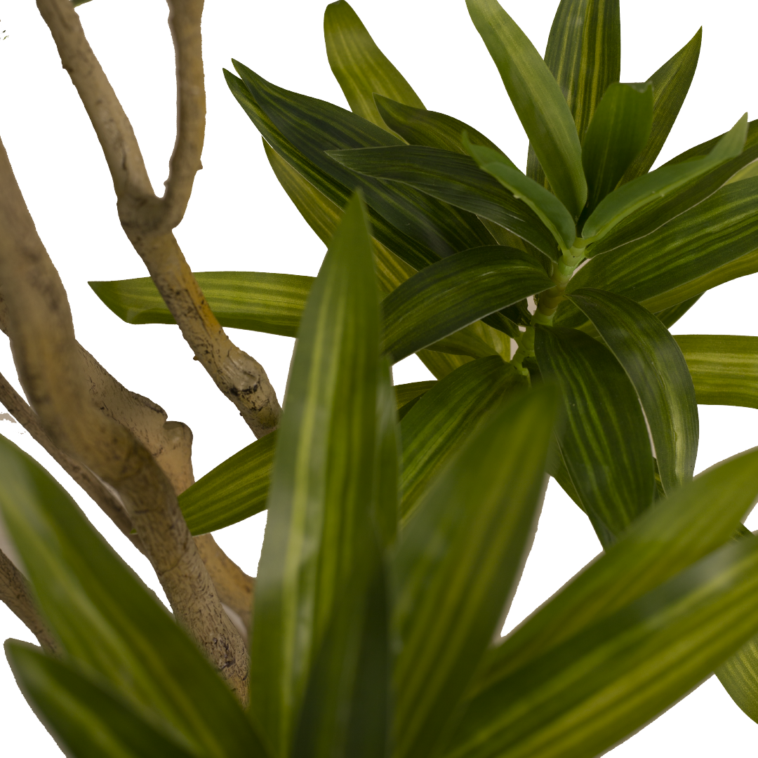 DRACAENA Tree with Pot