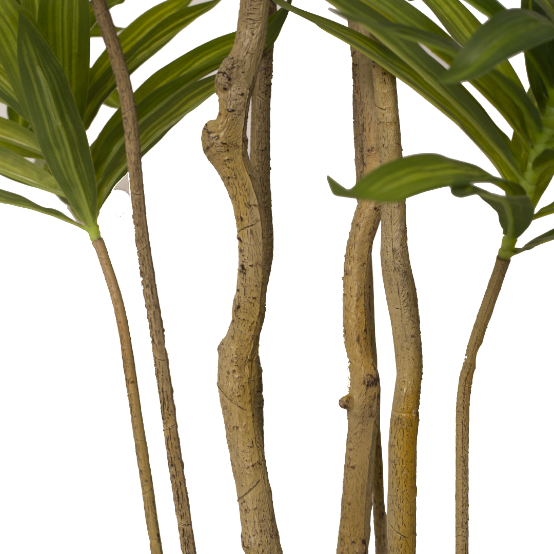 DRACAENA Tree with Pot