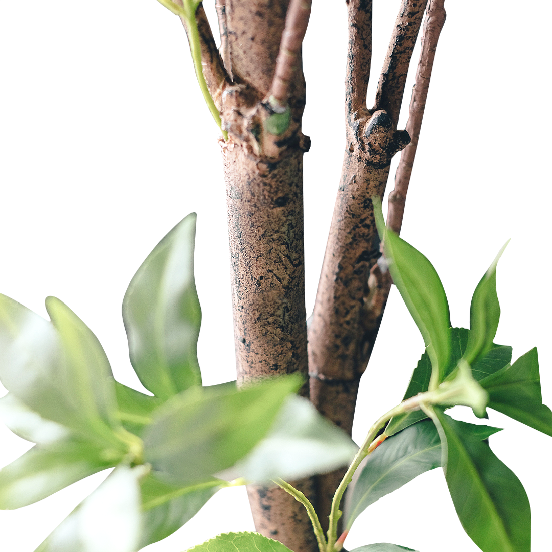 FAUX Pieris Japonica Tree