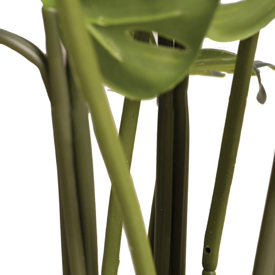 MONSTERA Plant With Pot