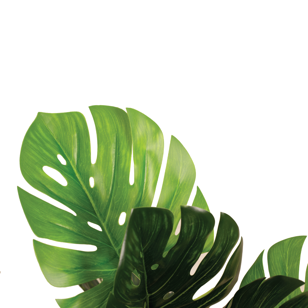 MONSTERA Plant With Pot