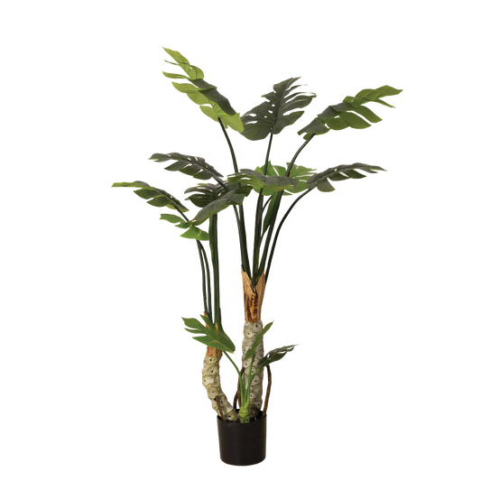 MONSTERA II Tree