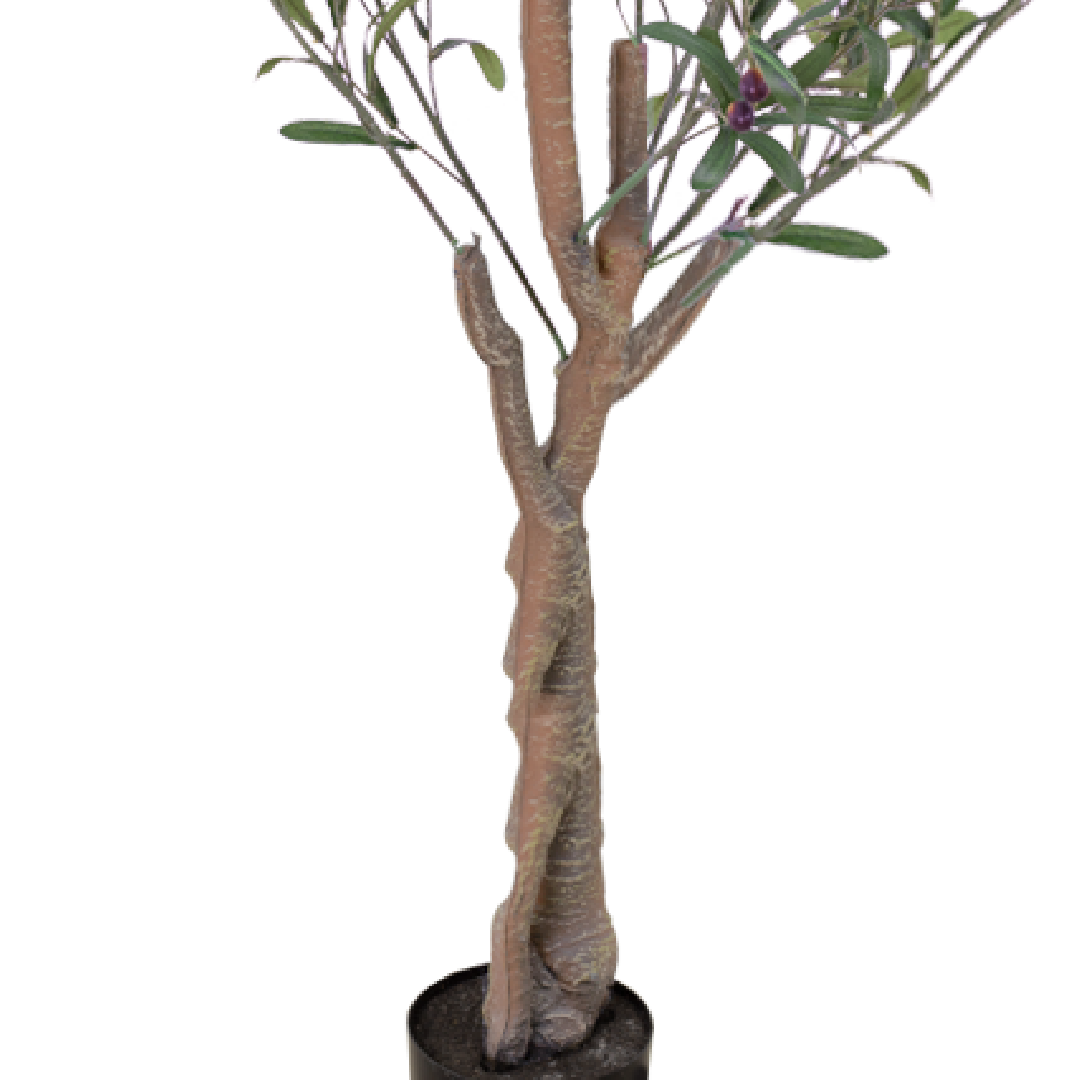 OLIVE Tree II