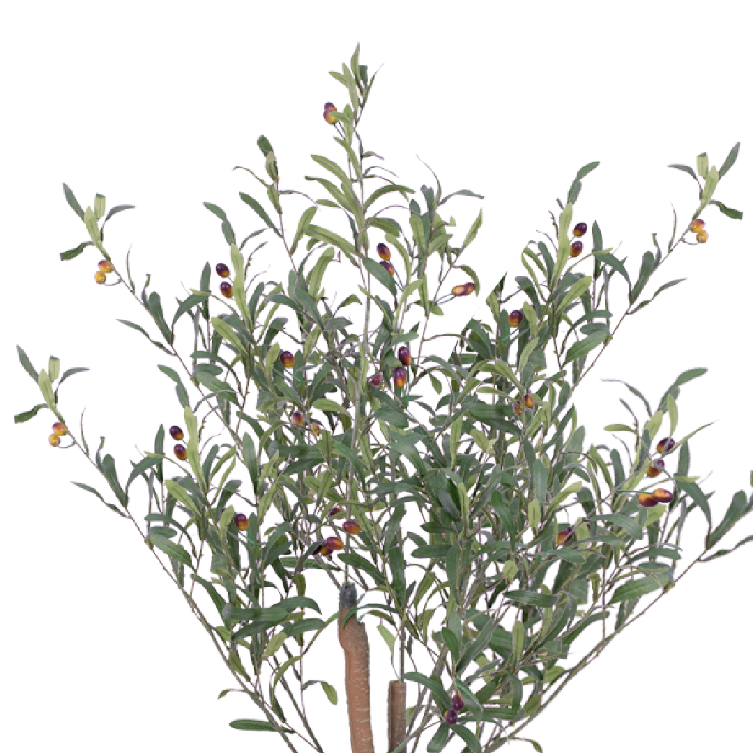 OLIVE Tree II