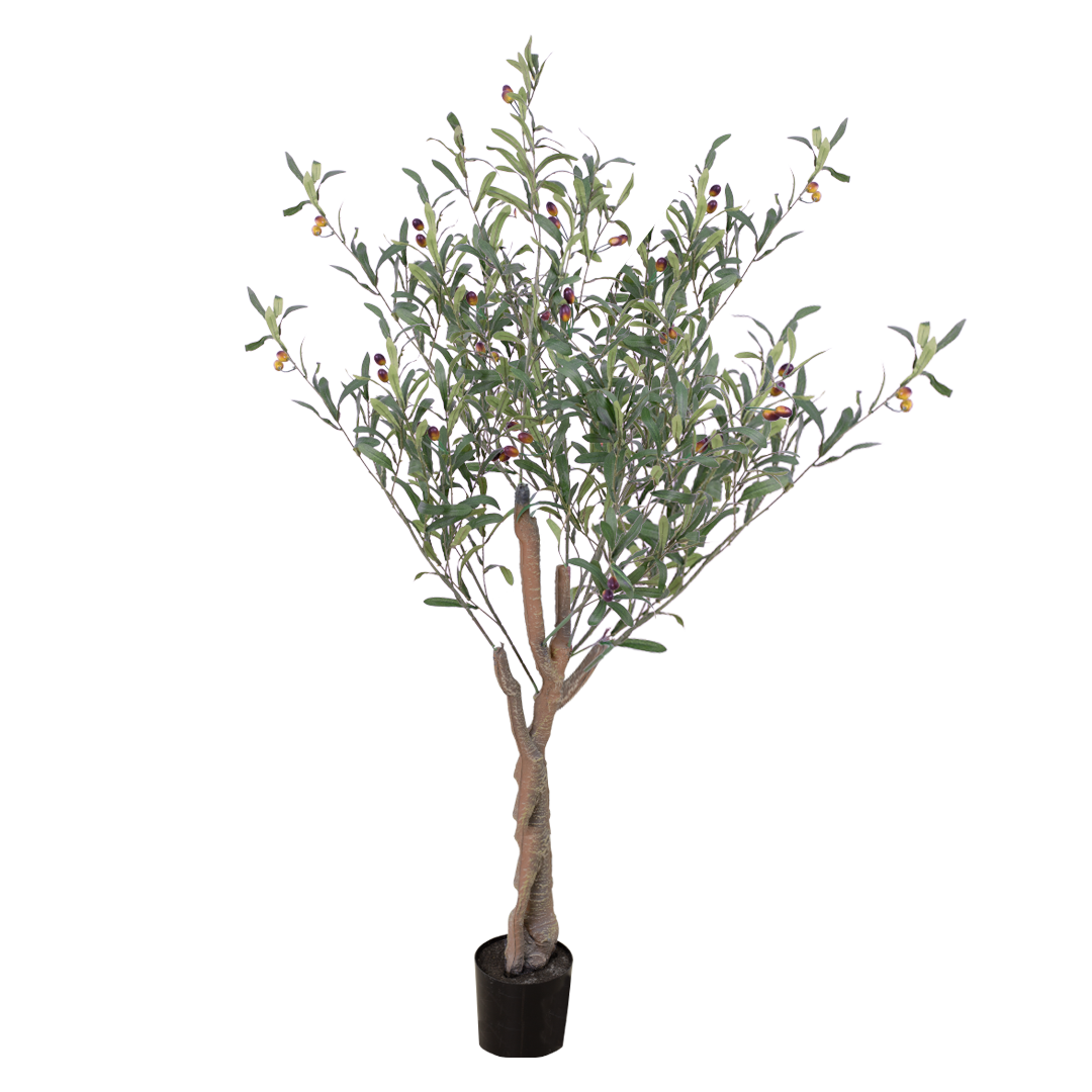 OLIVE Tree II