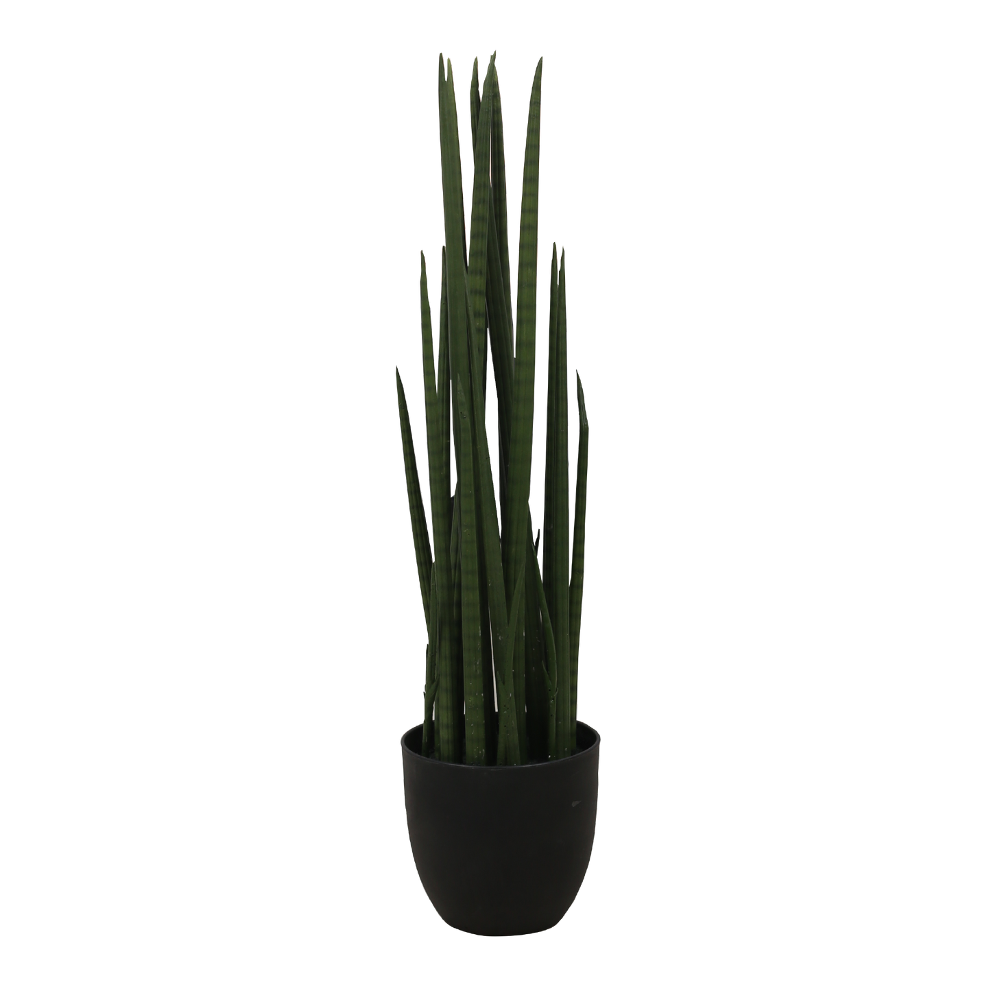 SANSEVIERIA CYLINDRICA Tree