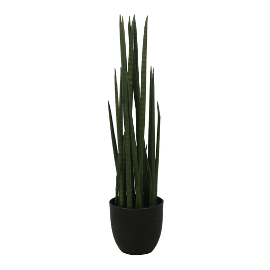 SANSEVIERIA CYLINDRICA Tree