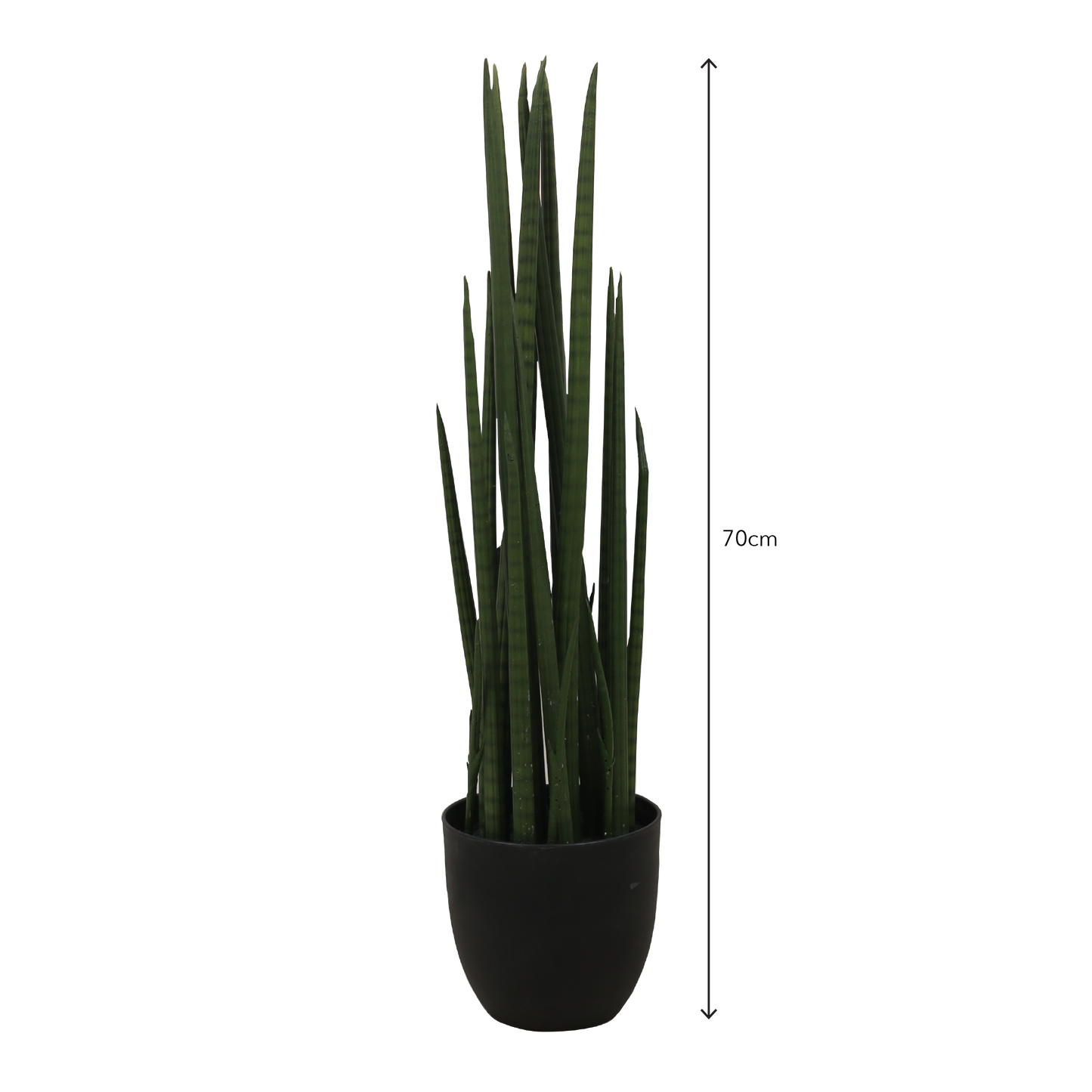 SANSEVIERIA CYLINDRICA Tree