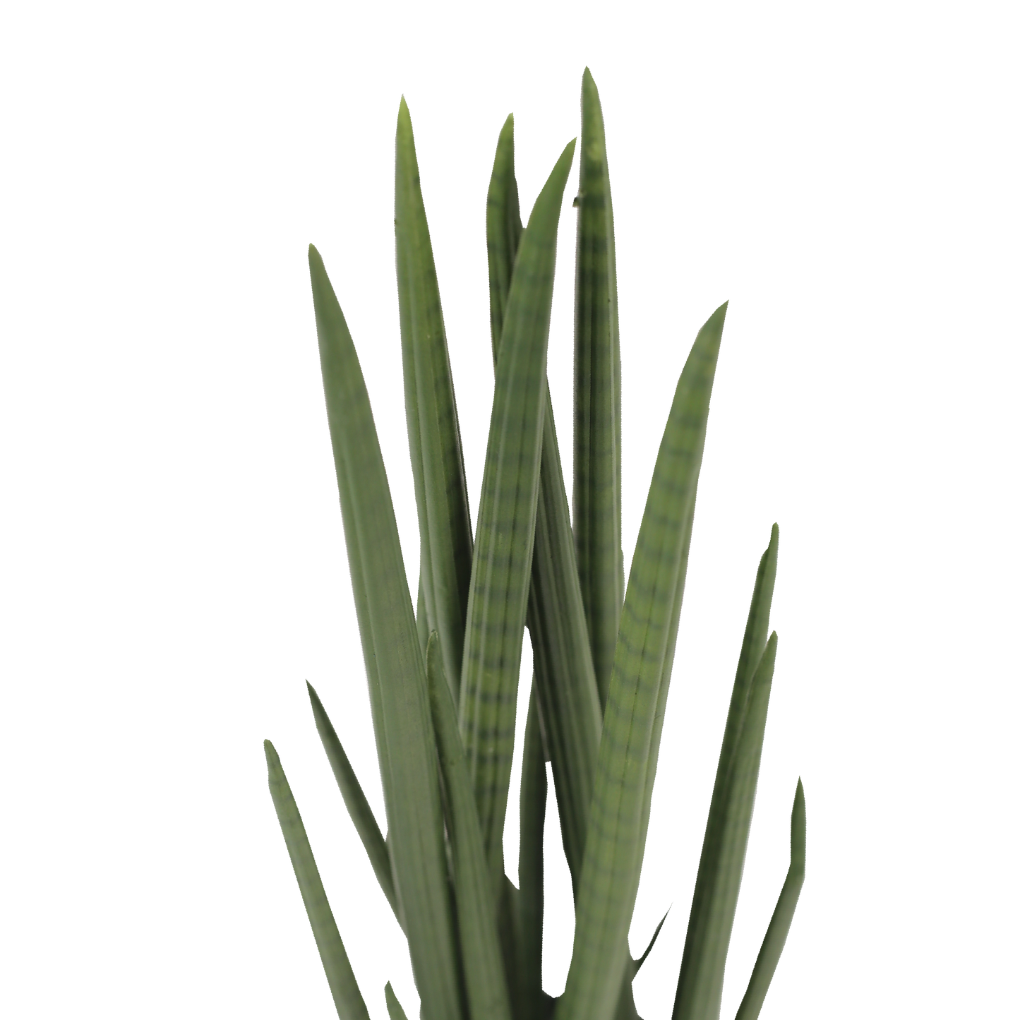 SANSEVIERIA CYLINDRICA Tree