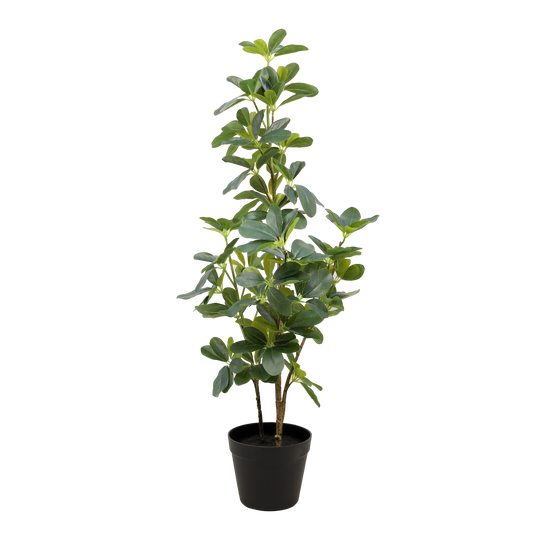 SCHEFFLERA Tree