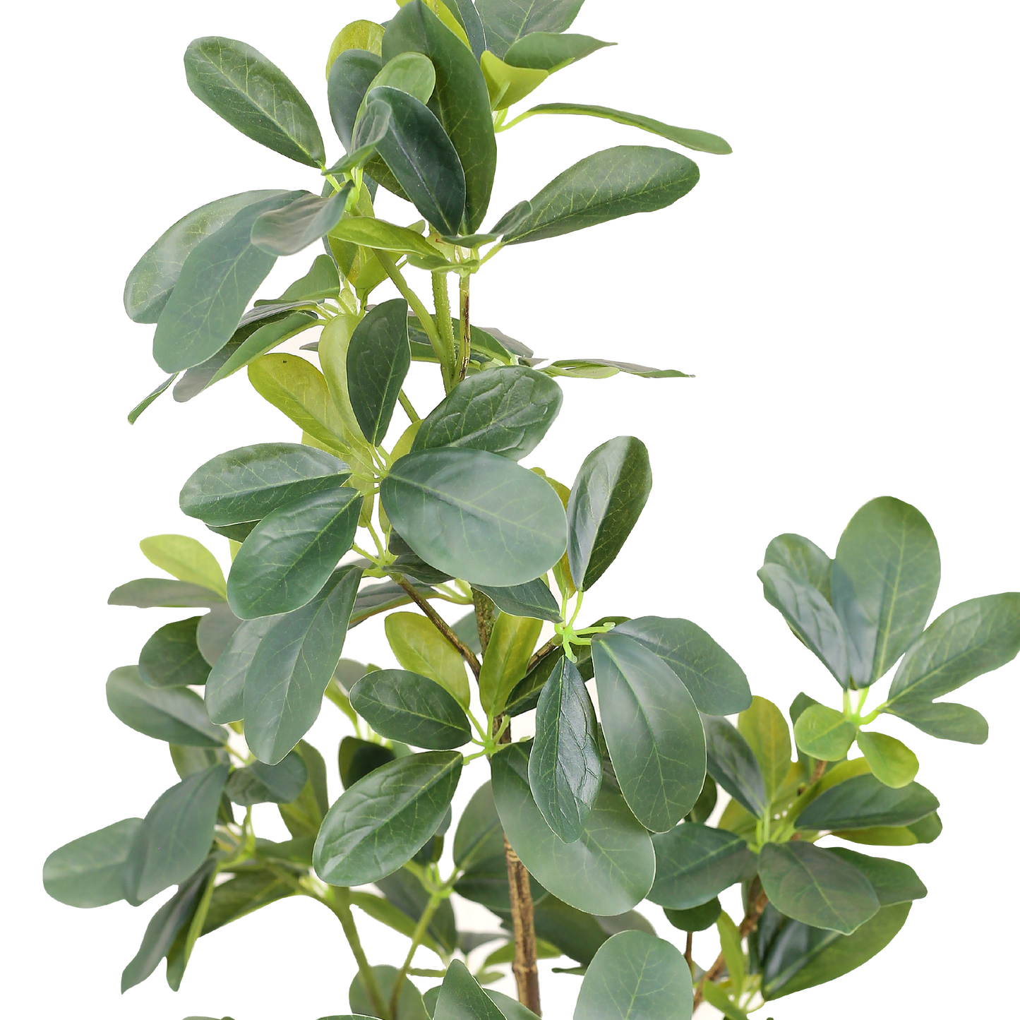 SCHEFFLERA Tree