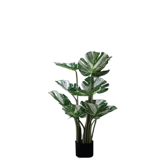 VARIEGATED MONSTERA Tree