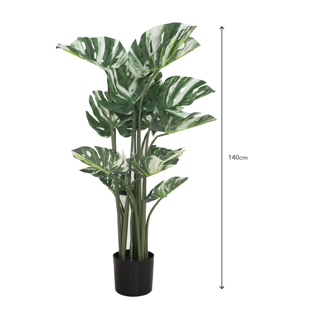 VARIEGATED MONSTERA Tree